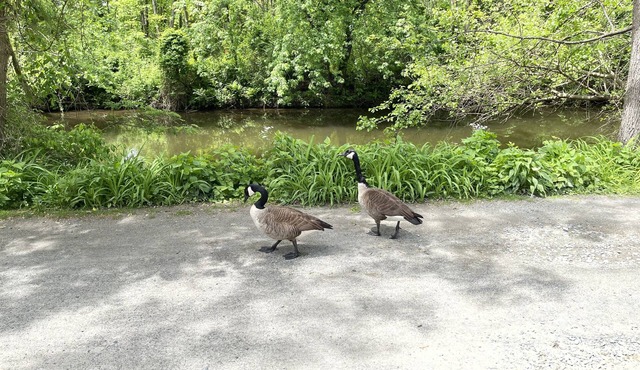 Peaceful home on the NJ Delaware canal tow path, blocks away to town.