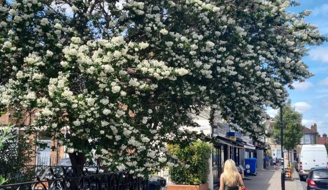 Peaceful paradise in the heart of London