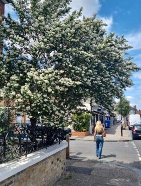 Peaceful paradise in the heart of London