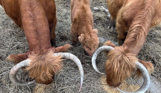Peaceful Pioneer Place on our Family Farm in Mantua