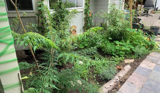 Peaceful Private Forest Trails and Zen Gardens Weddings Events Healing Sanctuary