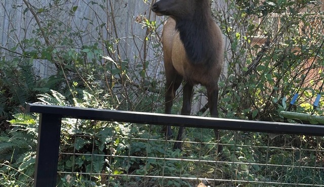 Peaceful relaxing studio in Cannon Beach