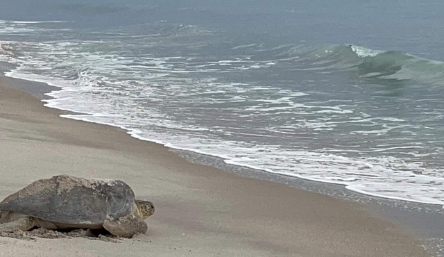 Peaceful Retreat on the Treasure Coast. Come stay a week or months!