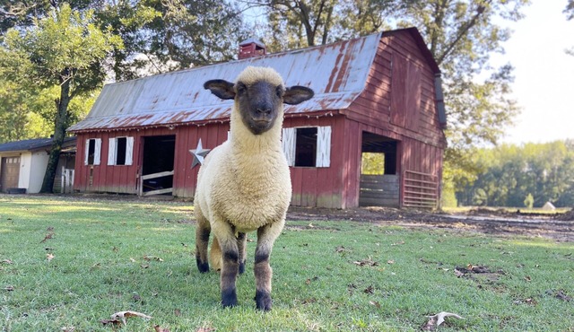 Peaceful Sheep Farm in Austin - Pet Friendly!