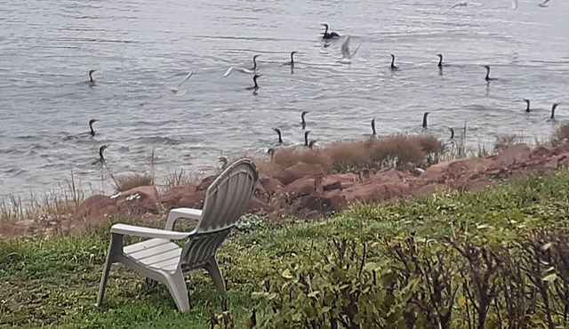 PEI Waterside Apt. #3, quiet waterfront Apt., beach, scenic view, great sunsets