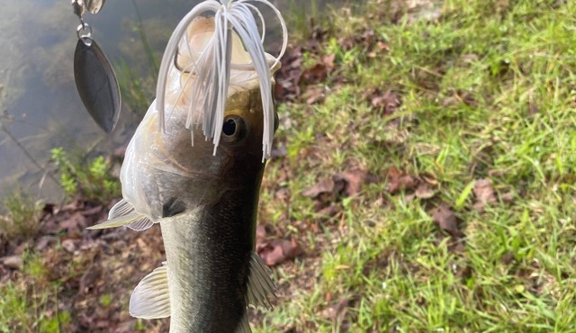 Perfect Hideaway in Arkadelphia with Wi-Fi, AC Close to DeGray Lake