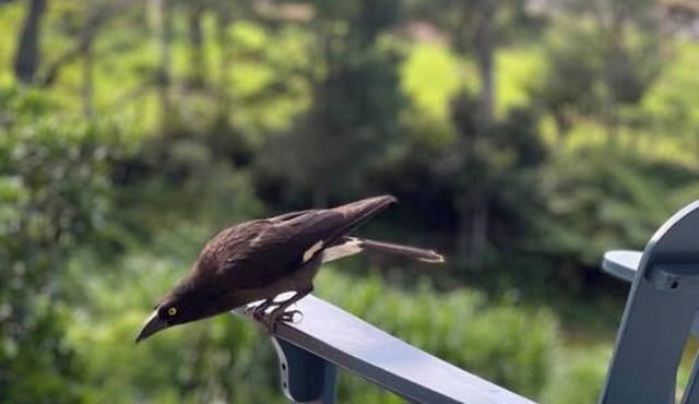 "Pet and family friendly 5-Bed Oasis with Lake!