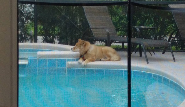 Pet Friendly, 3 Bedroom Home in Reunion Resort with Private Pool and Hot tub