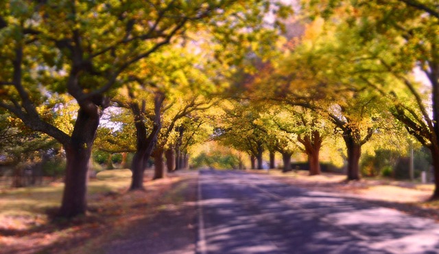 Pet Friendly accommodation