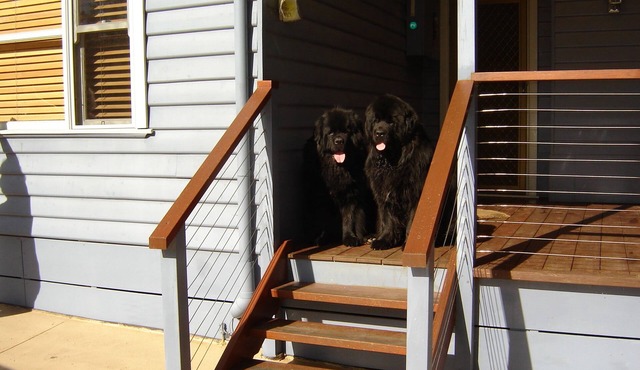 Pet Friendly Beach Cottage at Cannons Creek