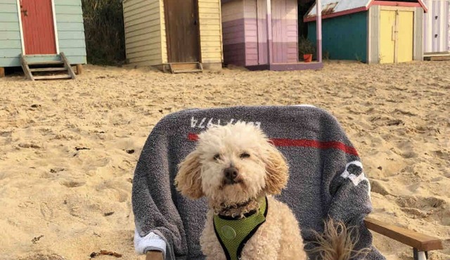 Pet friendly beachfront haven - Fisherman’s Beach Mornington