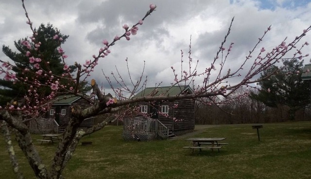 Pet Friendly Camping Cabin on the Blue Ridge Parkway