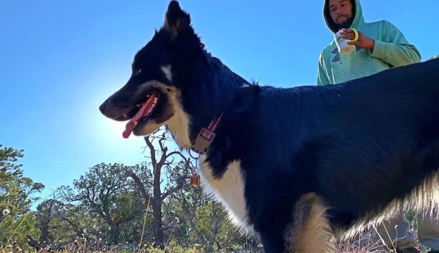 Pet-friendly camping in the mountainsnn