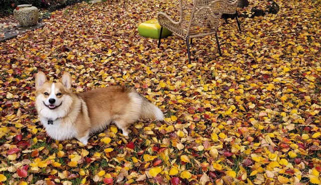 Pet friendly. Park, walking track and adventure playground close by.