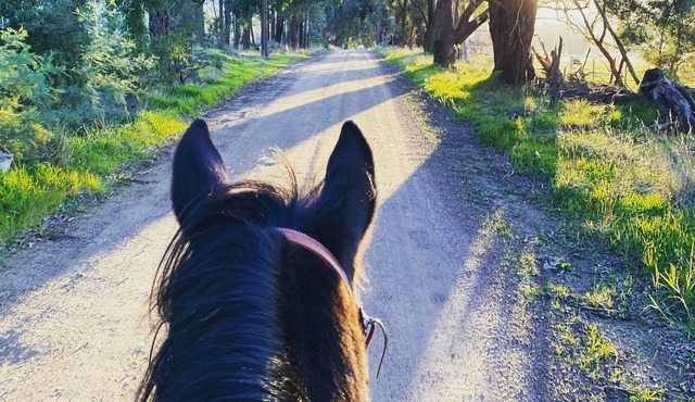 Pet Friendly Retreat Mansfield Area