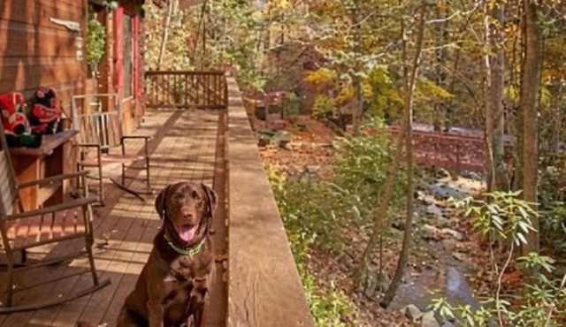 Pet paradise | Affordable | scenic