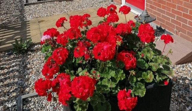 Pets Welcome - Military TLA Friendly