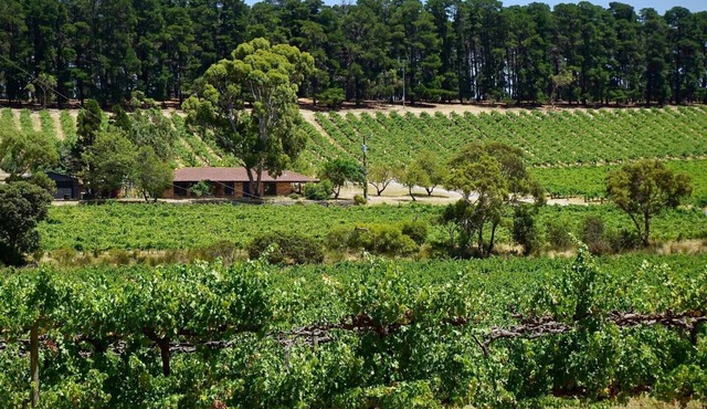 Picturesque Vineyard Farmhouse Nestled on 40 Acres