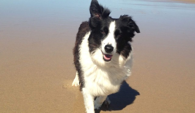 Pillows & Paws Pet Friendly Stays