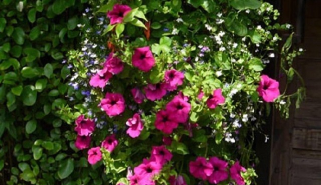 Pine Lodge Bed & Breakfast