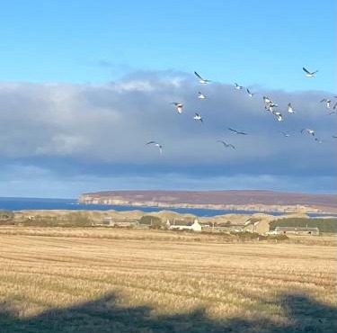 Pinelodge, Dunnet Bay