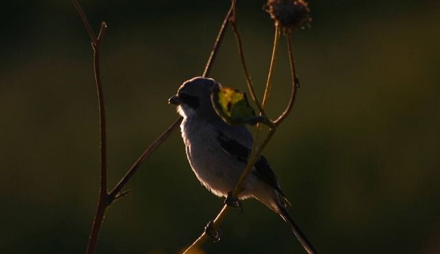 Pines, Aspens, Deer and Mourning Doves, Abundant Wildlife By Vernal Game Farm