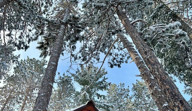 PINEY WOODS RETREAT in ELY, MINNESOTA