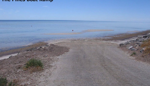 Pinus Craziartus - Winter off Peak Special!