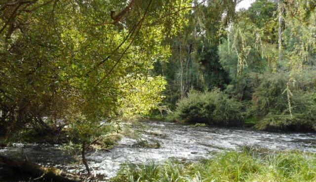 Platypus Den in Warburton
