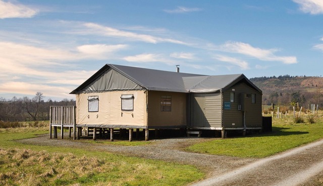 Plover at Bleasdale, Lancashire