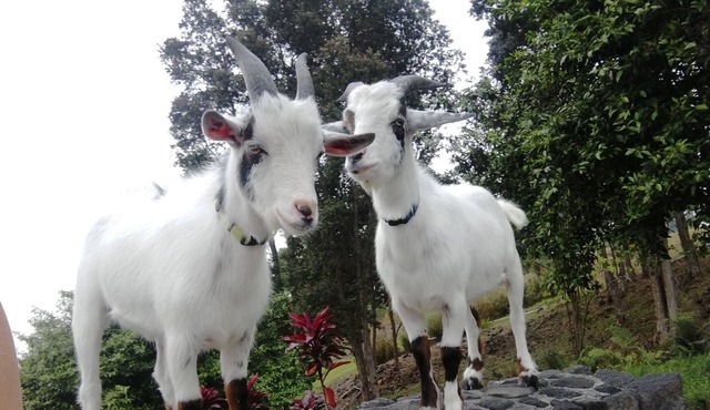 Pomaika'i working avocado farm