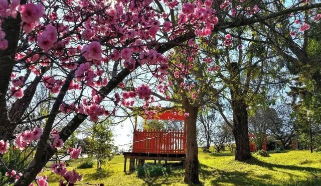 Poplars at Mittagong