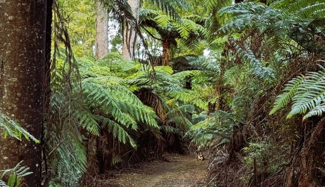 Possum Hollow Retreat, 100 acres of natural bush for you to enjoy solely