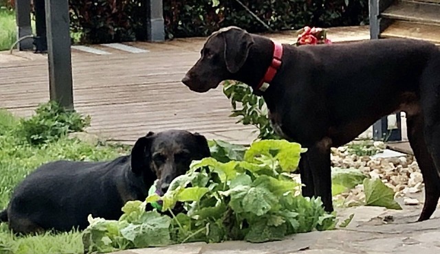 Pretty rural 1 bedroom gîte with swimming pool