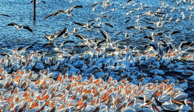 Premier Northshore Birdwatching Lakefront Home