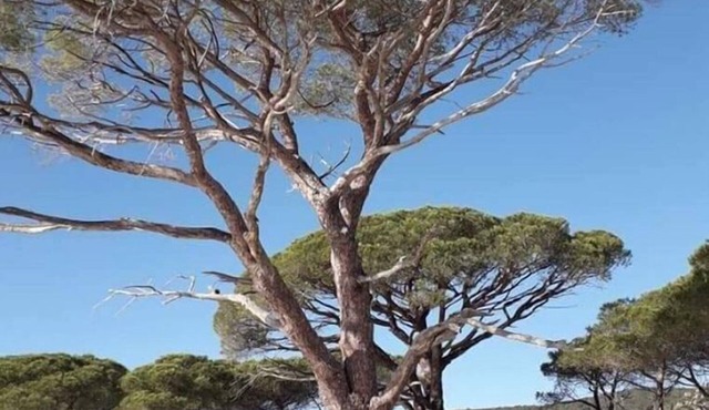 Pretty, comfortable villa just a stone's throw from the famous PALOMBAGGIA beach