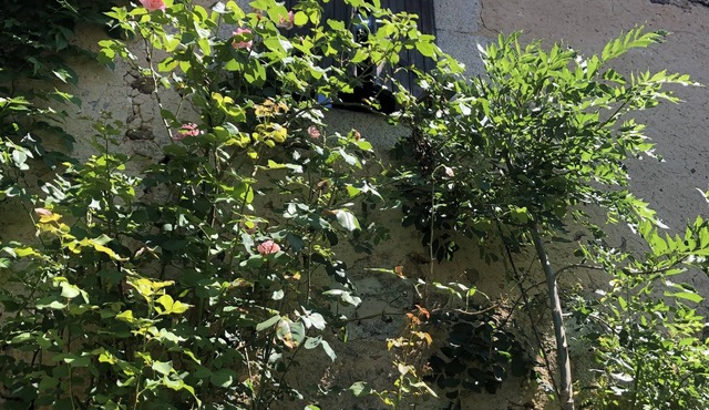 Pretty country house