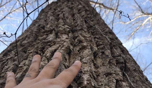 Primitive Camping. Rewild. Leave no trace. Unplugged up to 12