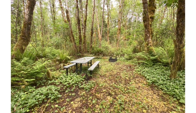 Primitive Tent Site #15- Beautiful Forested Property