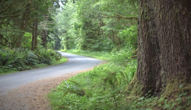 Primitive Tent Site #5- Beautiful Forested Property