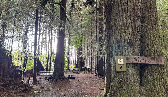 Primitive Tent Site #6- Beautiful Forested Property
