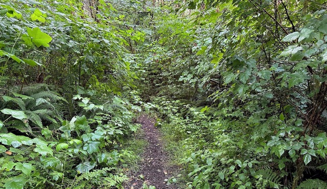 Primitive Tent Site in Enchanted Rain Forest - Site #1