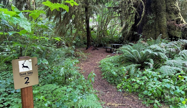 Primitive Tent Site in Enchanted Rain Forest - Site #2