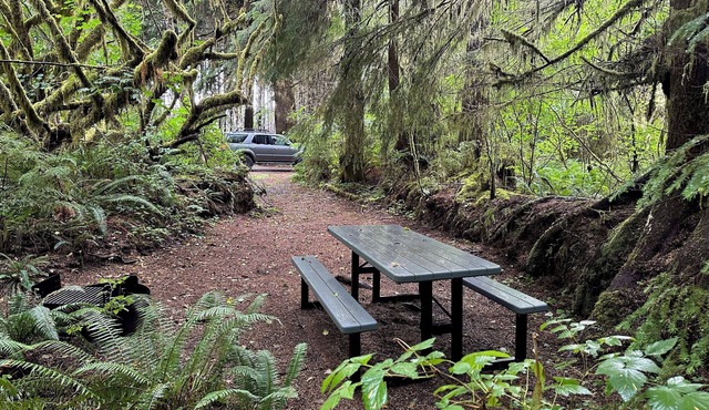 Primitive Tent Site in Enchanted Rain Forest - Site #4