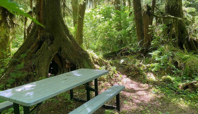 Primitive Tent Site in Enchanted Rain Forest - Site #19