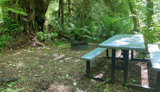 Primitive Tent Site in Enchanted Rain Forest - Site #18