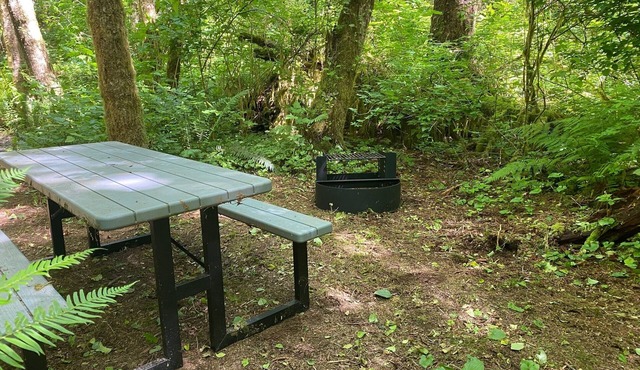Primitive Tent Site in Enchanted Rain Forest - Site #21
