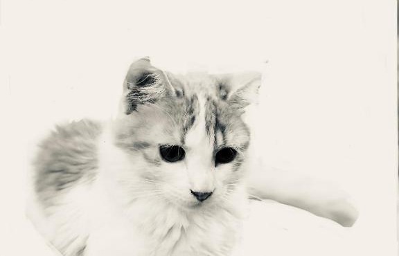 PRINCESSE DES NEIGES