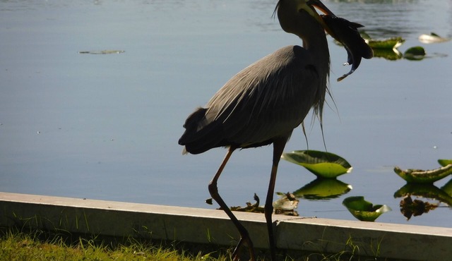 Pristine St Johns River Waterfront Home with Dock and Boat slip