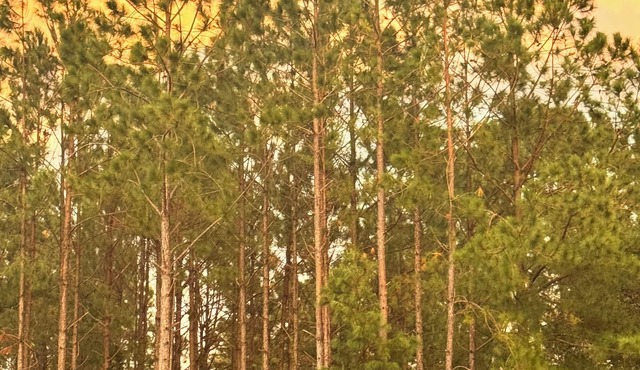 Private 5 Acre Getaway Perfect for Families, Retreats & Long Relaxing Stays